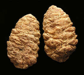 Argentinien/Patagonien/Santa Cruz, Provinz/Deseado, Departamento/Cerro El Cuadrado Fossil Forest (Parque Nacional Bosques Petrificados de Jaramillo, Jaramillo Petrified Forest)