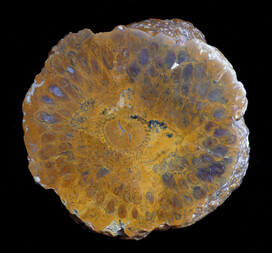 Argentinien/Patagonien/Chubut, Provinz