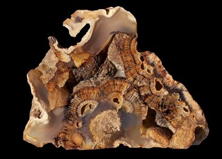 Neuseeland/South Island/Canterbury, Region/Mount Somers/Gawler Downs Station