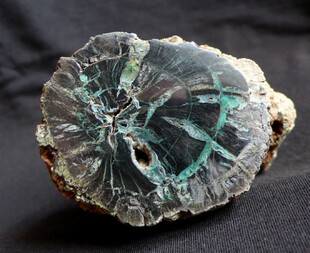 Marokko/Marrakesch-Safi, Region/El Kelaâ des Sraghna, Provinz/Sidi Rahhal/Fossiler (kupfervererzter) Wald