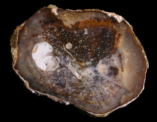 USA/Washington/Yakima County/Sunnyside