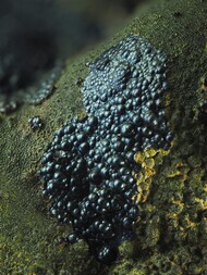 Deutschland/Rheinland-Pfalz/Mainz-Bingen, Landkreis/Trechtingshausen