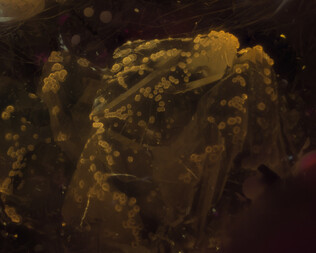 Namibia/Khomas, Region/Windhoek-Land, Kreis/Aris/Aris-Steinbrüche (Ariskop Quarry; Railway Quarry)