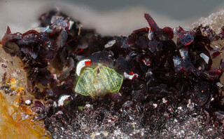 Deutschland/Baden-Württemberg/Freiburg, Bezirk/Waldshut, Landkreis/St. Blasien, Stadtgemeinde/Menzenschwand, Ortsteil/Krunkelbach