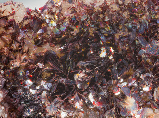 Deutschland/Baden-Württemberg/Freiburg, Bezirk/Waldshut, Landkreis/St. Blasien, Stadtgemeinde/Menzenschwand, Ortsteil/Krunkelbach