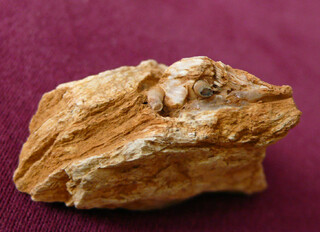 Österreich/Burgenland/Oberwart, Bezirk/Kohfidisch, Gemeinde/Kohfidisch, Katastralgemeinde/Csaterberge