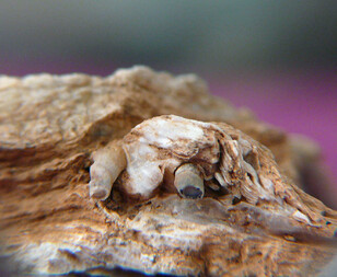 Österreich/Burgenland/Oberwart, Bezirk/Kohfidisch, Gemeinde/Kohfidisch, Katastralgemeinde/Csaterberge