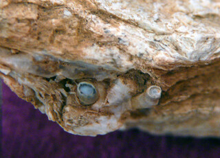 Österreich/Burgenland/Oberwart, Bezirk/Kohfidisch, Gemeinde/Kohfidisch, Katastralgemeinde/Csaterberge