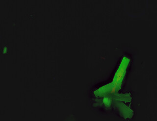 Deutschland/Sachsen/Vogtlandkreis/Neuensalz/Mechelgrün