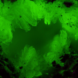 Tschechien/Karlovarský kraj (Karlsbad)/Sokolov, Okres (Falkenau)/Horní Slavkov, Obec (Schlaggenwald, Gemeinde)/Uran-Distrikt