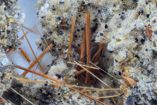 Deutschland/Rheinland-Pfalz/Mayen-Koblenz-Kreis/Pellenz, Verbandsgemeinde/Nickenich/Nickenicher Weinberg (Sattelberg)