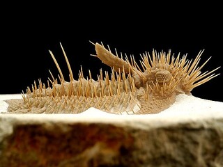 Russland/Nordwestrussland, Föderationskreis/Leningrad, Oblast/St. Petersburg/Wolchow, Fluss