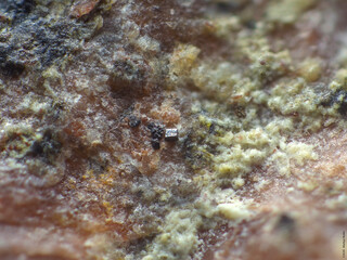 Deutschland/Baden-Württemberg/Freiburg, Bezirk/Rottweil, Landkreis/Schenkenzell, Gemeinde/Kaltbrunn, Ortsteil/Wittichen/Schmiedestollenhalde