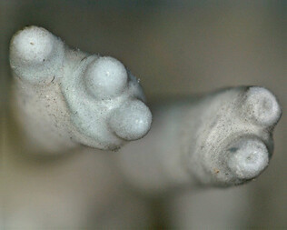 Frankreich/Grand Est, Région/Haut-Rhin, Département/Colmar-Ribeauvillé, Arrondissement/Sainte-Marie-aux-Mines (Markirch)/Neuenberg/St. Wilhelm Gang