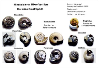 Deutschland/Schleswig-Holstein/Steinburg, Landkreis/Lägerdorf/Kreidegruben