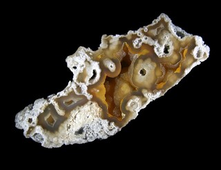 USA/Florida/Hillsborough County/Tampa/Tampa Bay/Ballast Point