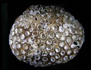 USA/Florida/Hillsborough County/Tampa/Tampa Bay/Ballast Point