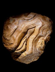 Madagaskar/Boeny, Region/Ankarafantsika National Park/Mahajamba