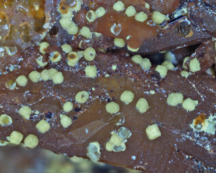 Deutschland/Bayern/Oberfranken, Bezirk/Hof, Landkreis/Sparneck, Gemeinde/Reinersreuth, Ortsteil/Steinbruch Köhlerloh am Waldstein