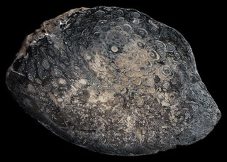 Österreich/Oberösterreich/Braunau am Inn, Bezirk/St. Pantaleon, Gemeinde/Wildshut, Katastralgemeinde/Braunkohlebergbau Trimmelkam