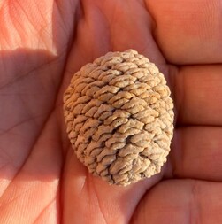 Argentinien/Patagonien/Santa Cruz, Provinz/Deseado, Departamento/Cerro El Cuadrado Fossil Forest (Parque Nacional Bosques Petrificados de Jaramillo, Jaramillo Petrified Forest)