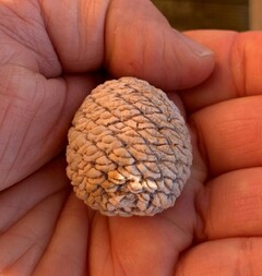 Argentinien/Patagonien/Santa Cruz, Provinz/Deseado, Departamento/Cerro El Cuadrado Fossil Forest (Parque Nacional Bosques Petrificados de Jaramillo, Jaramillo Petrified Forest)