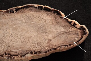 USA/Texas/Starr County