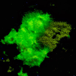 Italien/Sardinien (Sardegna), Region/Cagliari, Metropolitanstadt/Capoterra/Arcu su Linnarbu