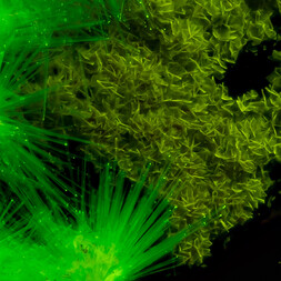 Italien/Sardinien (Sardegna), Region/Cagliari, Metropolitanstadt/Capoterra/Arcu su Linnarbu