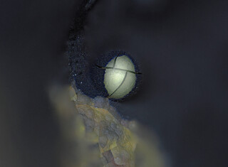 Deutschland/Bayern/Oberpfalz, Bezirk/Tirschenreuth, Landkreis/Pechbrunn/Teichelberg