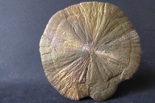 USA/Illinois/Randolph County/Sparta