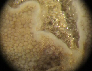 Deutschland/Bayern/Unterfranken, Bezirk/Kitzingen, Landkreis/Volkach/Mainkies