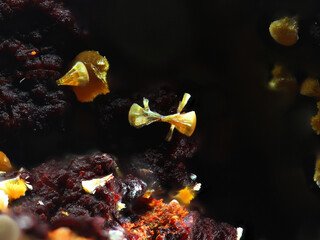 Italien/Piemont (Piemonte), Region/Biella, Provinz/Campiglia Cervo/Quittengo/Le Forche