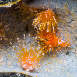 Italien/Toskana (Toscana)/Siena, Provinz/Chiusdino/Le Cetine di Cotorniano Mine