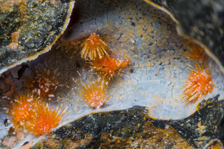 Italien/Toskana (Toscana)/Siena, Provinz/Chiusdino/Le Cetine di Cotorniano Mine