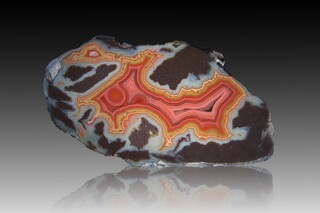 USA/Montana/Big Horn County/Pryor Mountains/Bighorn River area