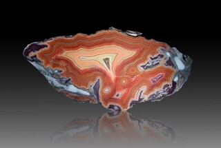 USA/Montana/Big Horn County/Pryor Mountains/Bighorn River area