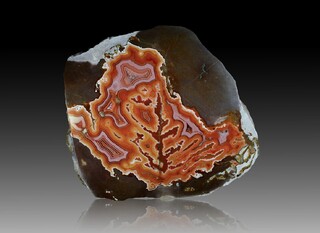 USA/Montana/Big Horn County/Pryor Mountains/Bighorn River area