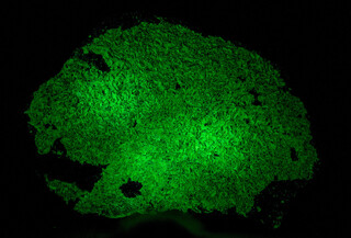 Deutschland/Bayern/Oberpfalz, Bezirk/Neustadt an der Waldnaab, Landkreis/Flossenbürg