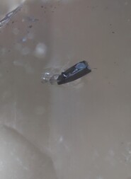 Schweiz/Wallis, Kanton/Goms, Bezirk/Binntal/Binn/Kriegalptal (Chriegalptal)/Wannigletscher-Scherbadung