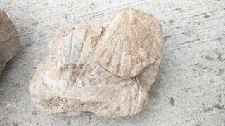 Österreich/Niederösterreich/Horn, Bezirk/Eggenburg, Stadtgemeinde