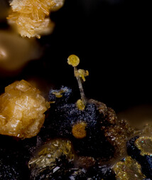 Deutschland/Bayern/Oberpfalz, Bezirk/Neustadt an der Waldnaab, Landkreis/Waidhaus/Hagendorf/Hagendorf-Süd (Grube Cornelia)