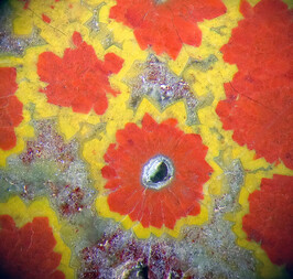 Deutschland/Sachsen/Bautzen, Landkreis/Ottendorf-Okrilla