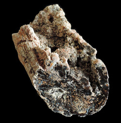 USA/Nevada/Humboldt County/Badger Flat