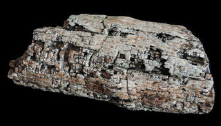 USA/Nevada/Humboldt County/Badger Flat