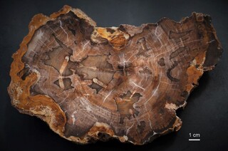 Ägypten/Kairo/Katameya und Mokattam Petrified Forests