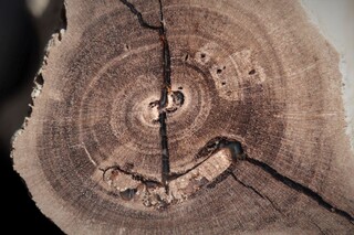 USA/Texas/Brazos County/College Station