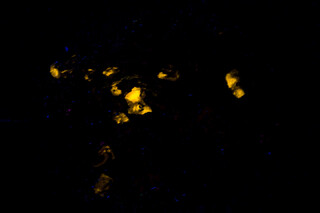 Republik Kongo/Pool, Region/Mindouli, Distrikt