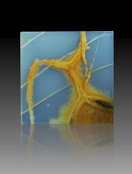 Türkei/Zentralanatolien/Eskisehir, Provinz/Saricakaya