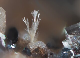 Deutschland/Rheinland-Pfalz/Mayen-Koblenz-Kreis/Vordereifel, Verbandsgemeinde/Ettringen/Bellerberg/Ettringer Bellerberg (Stbr. Caspar)